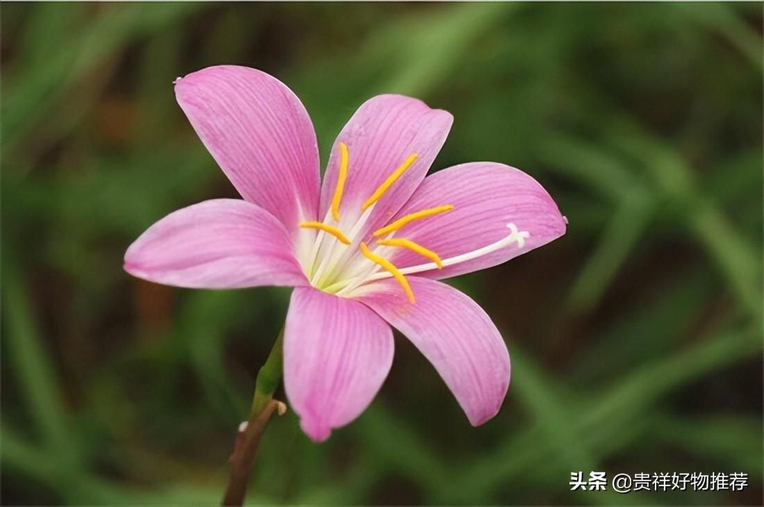 夏天盛开的花有哪些（盘点夏天十种最美的花）