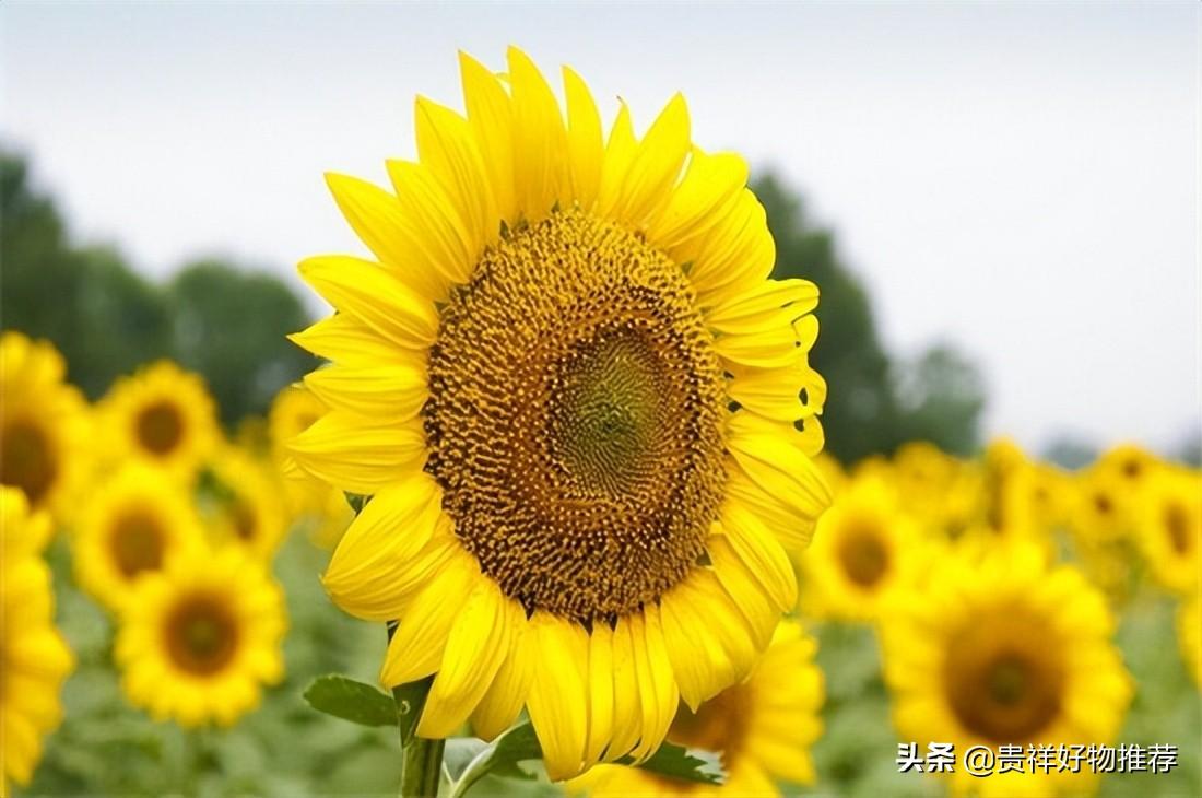 夏天盛开的花有哪些（盘点夏天十种最美的花）