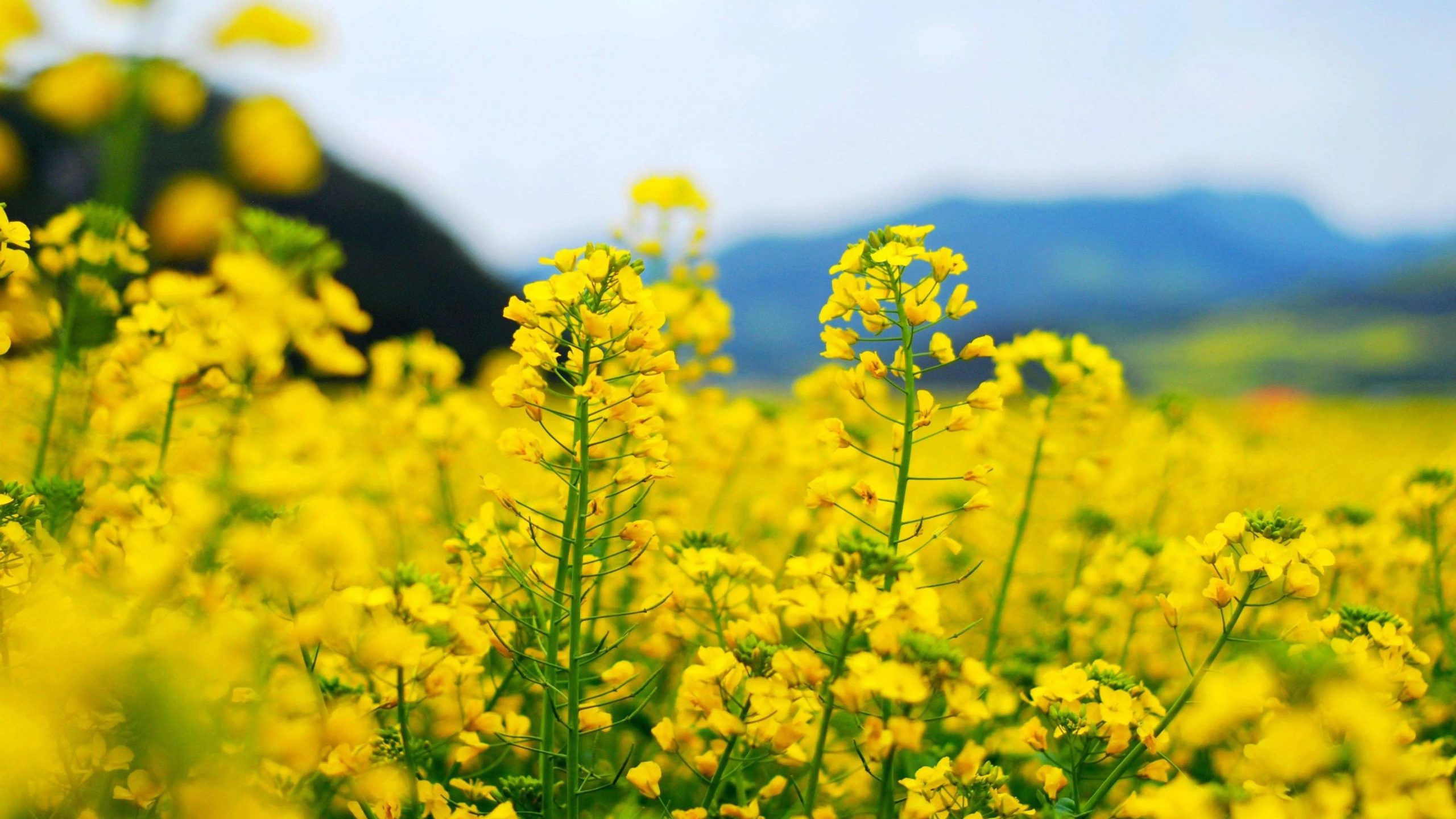 4月份开什么花（四月最具有代表性的花介绍）