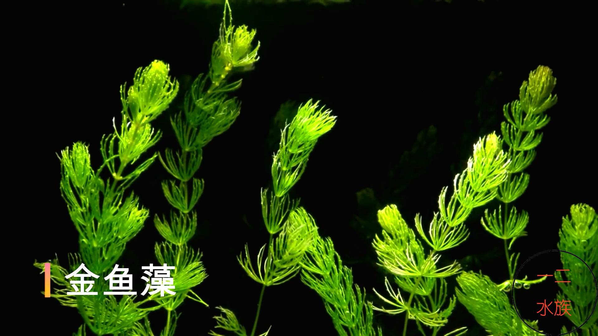 哪种水草好养又增氧（盘点六大好养的水草）