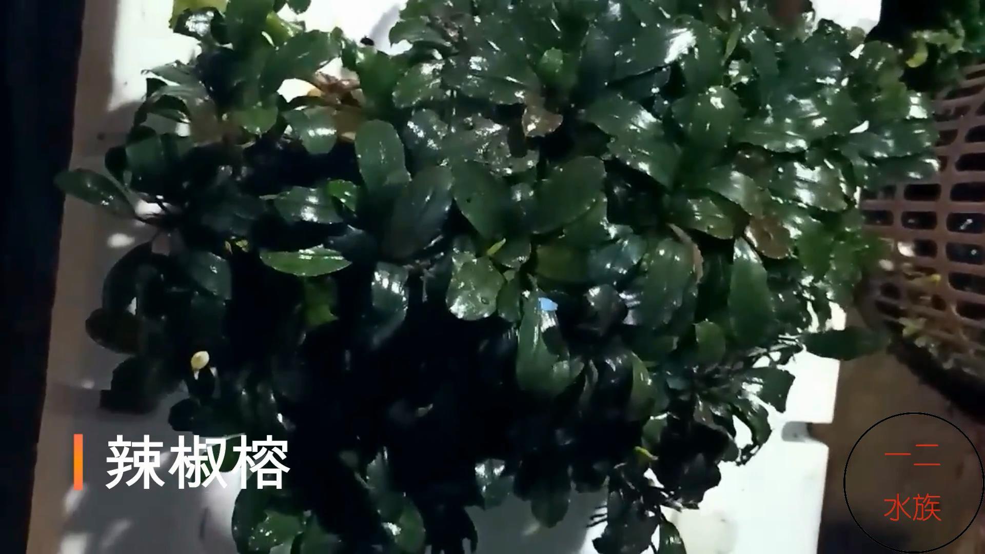 哪种水草好养又增氧（盘点六大好养的水草）