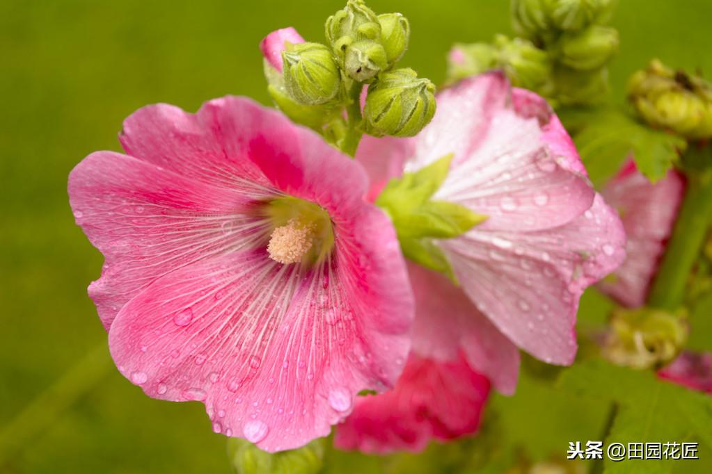 蜀葵如何种植（蜀葵种子的种植方法及时间）