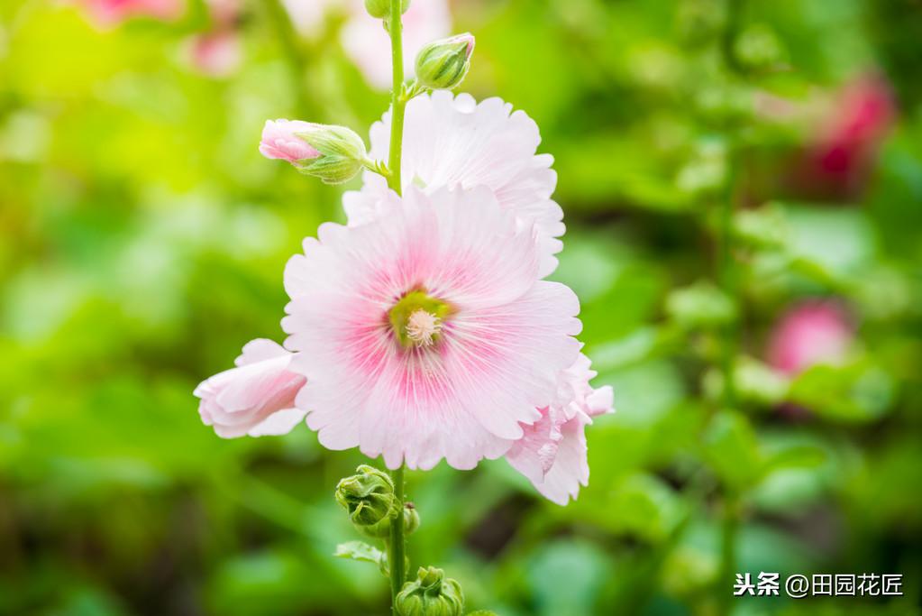 蜀葵如何种植（蜀葵种子的种植方法及时间）