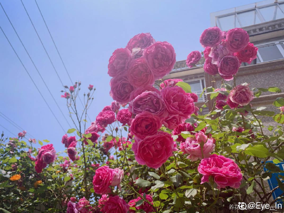 月季花有多少个品种（十大常见的月季花排名）