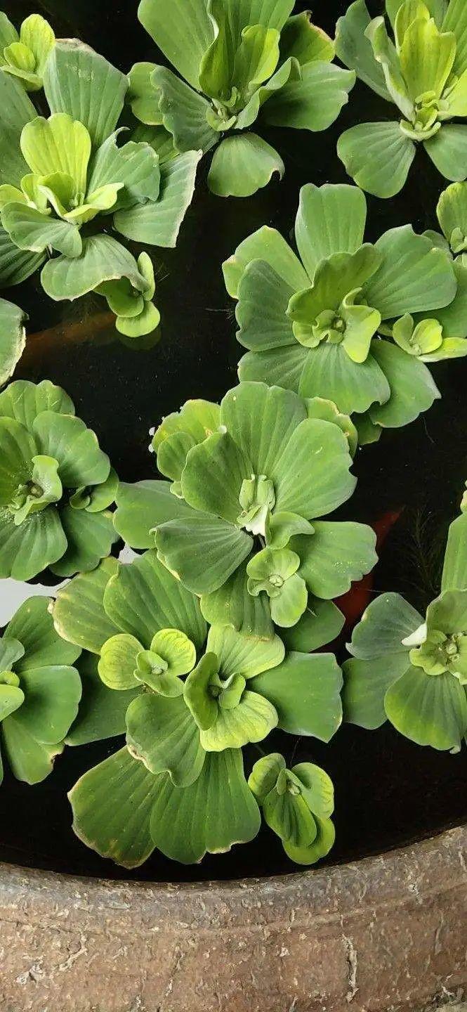 十种常见的挺水植物（小型挺水植物介绍）