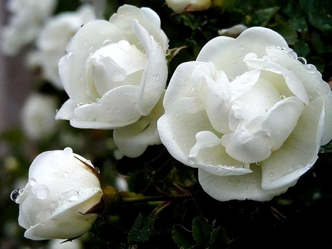 白色蔷薇花有什么寓意（关于白色蔷薇花的花语）