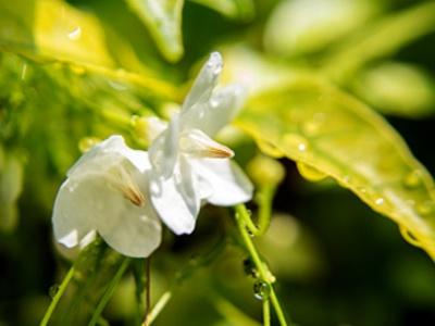 茉莉花种植时间和方法（茉莉花种植方法与技巧）