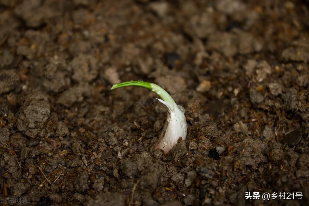 蒜苗几月份种最合适（蒜苗的种植方法及时间）