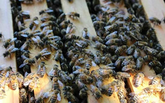 蜜蜂的生活习性是什么（养蜜蜂的基本知识）
