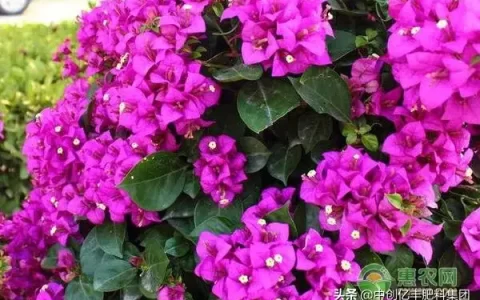 家里养三角梅风水好不好（阳台最旺宅的植物）