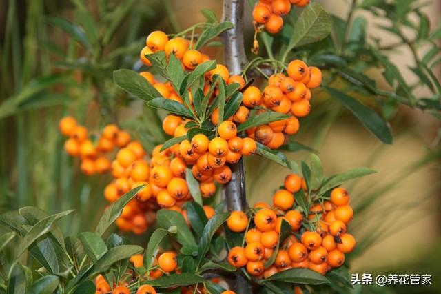 沙漠植物有哪些种类（盘点八大沙漠植物）