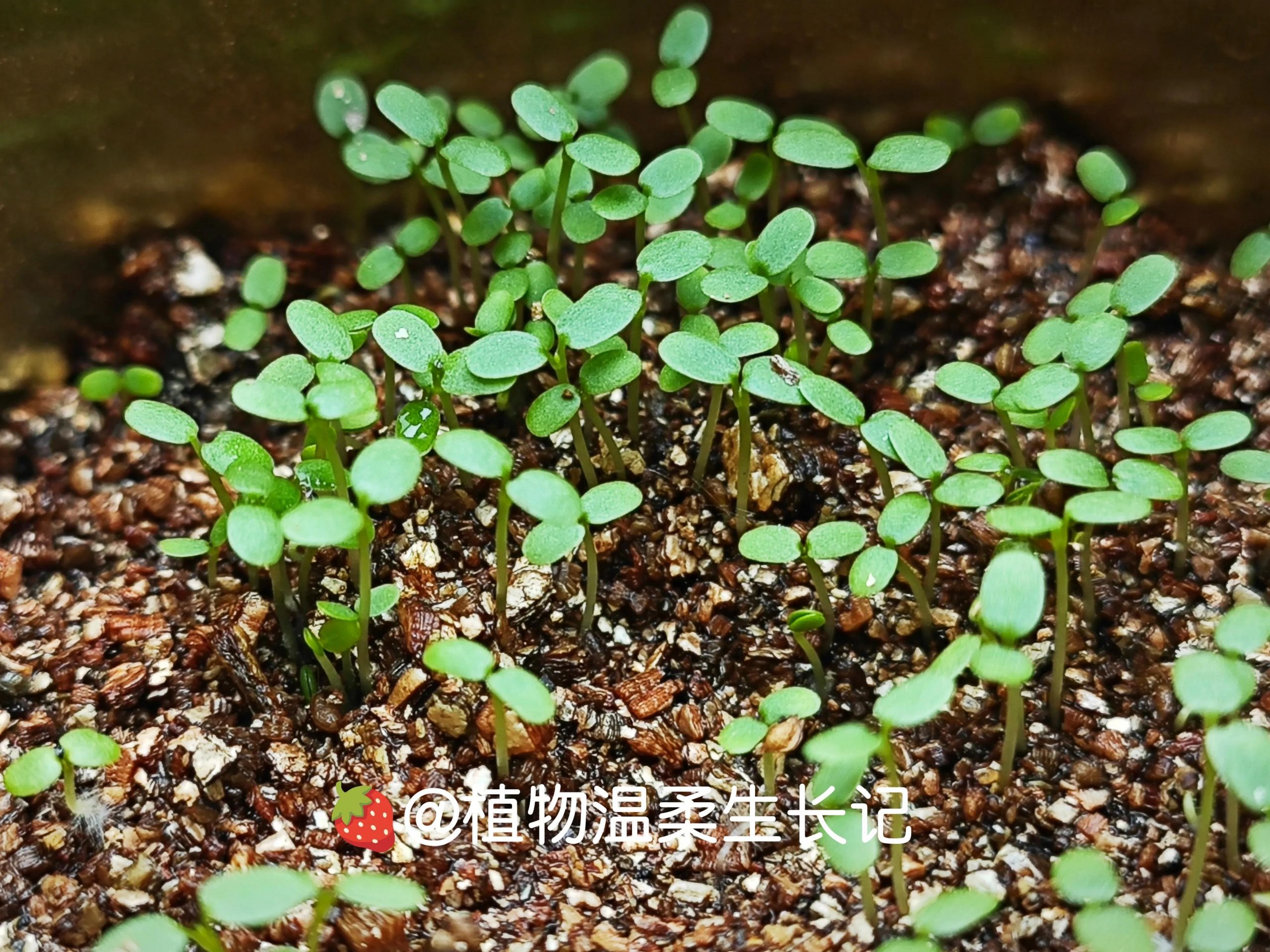 草莓种子发芽是什么样子（草莓种子播种生长记）