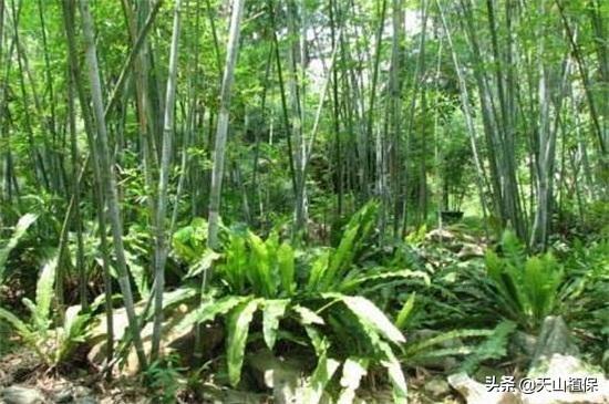 竹子有几个品种名称（了解花卉竹子都有的种类）