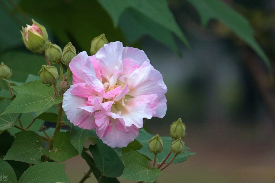 芙蓉花的养殖方法和注意事项（关于芙蓉花的寓意和花语）