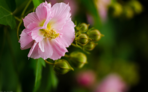 芙蓉花的养殖方法和注意事项（关于芙蓉花的寓意和花语）