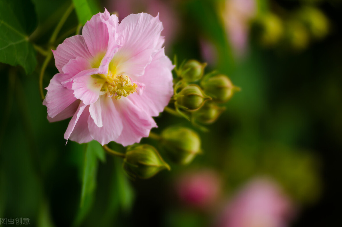 芙蓉花的养殖方法和注意事项（关于芙蓉花的寓意和花语）