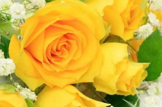 黄玫瑰花语是什么？