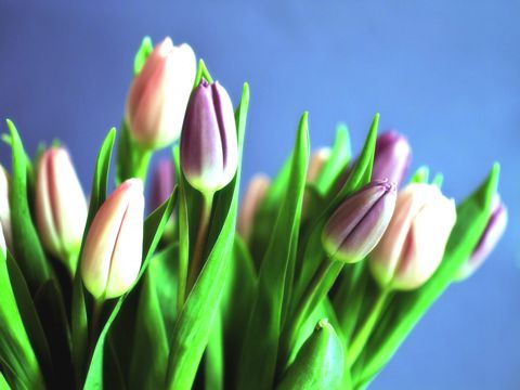 建军节祝福语大全锦集  八一建军节温馨祝福语