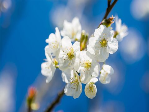 3.8妇女节适合女人发的朋友圈 3.8女神节唯美励志的说说