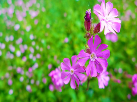 劳动节节日祝福  给你送上快乐砝码，春暖花开五一假