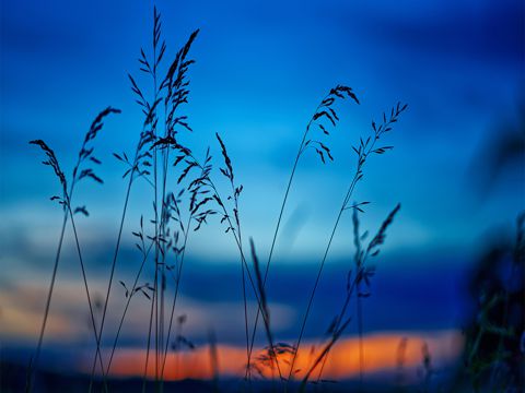 立夏祝福短信 立夏到，愿快乐阳光带给你陶醉