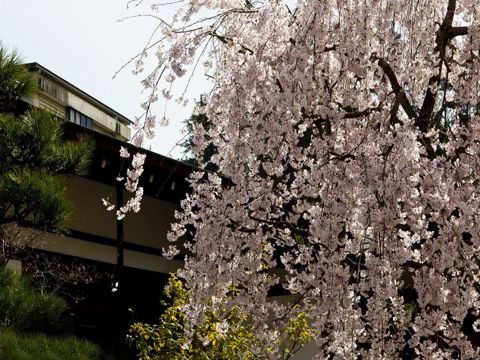 立春问候语大全  立春祝福唯美句子