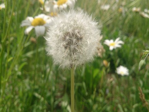 大暑节气祝福短信 大暑天气到，蚊子对你叫