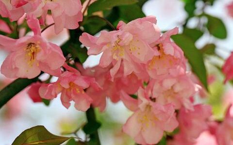 女生节说说大全唯美好听 女生节祝福语说说致所有女生