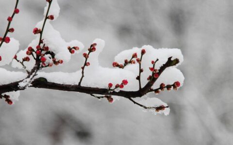 大雪节气诗句文案（漫天飘雪的唯美诗句）