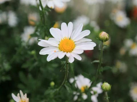 2022小雪节气说说祝福寄语大全 有关于小雪的祝福文案说说