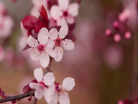 2022情人节想要在一起的说说 情人节告白的个性说说