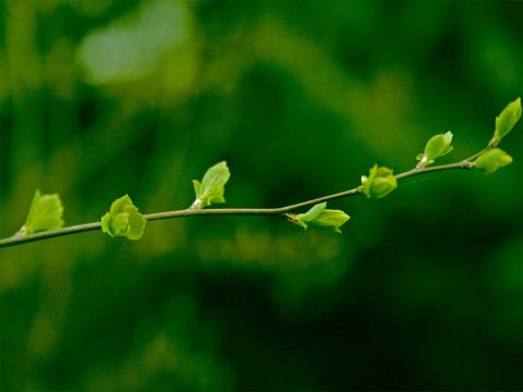 三八妇女节祝福语