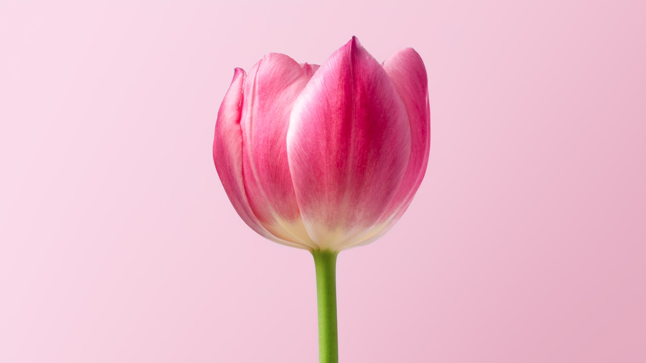 Tulip