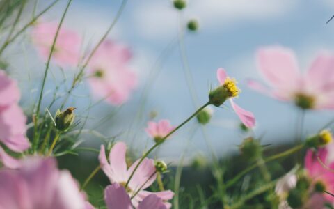 长春花种子什么时候播种最好（关于长春花种子育苗四步骤）