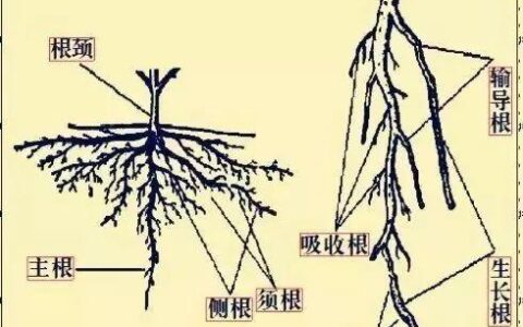 须根系的植物有哪些（直根系和须根系的植物）