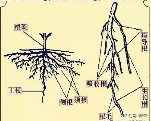 须根系的植物有哪些（直根系和须根系的植物）