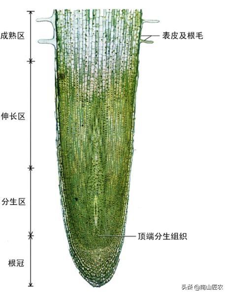 须根系的植物有哪些（直根系和须根系的植物）