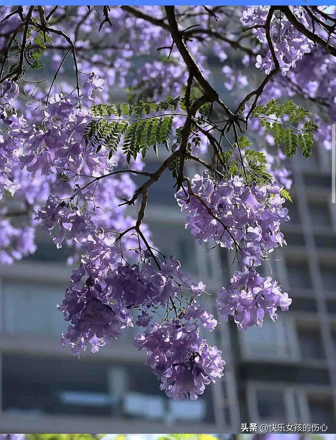 蓝楹花语是什么意思（关于蓝花楹的寓意和象征）