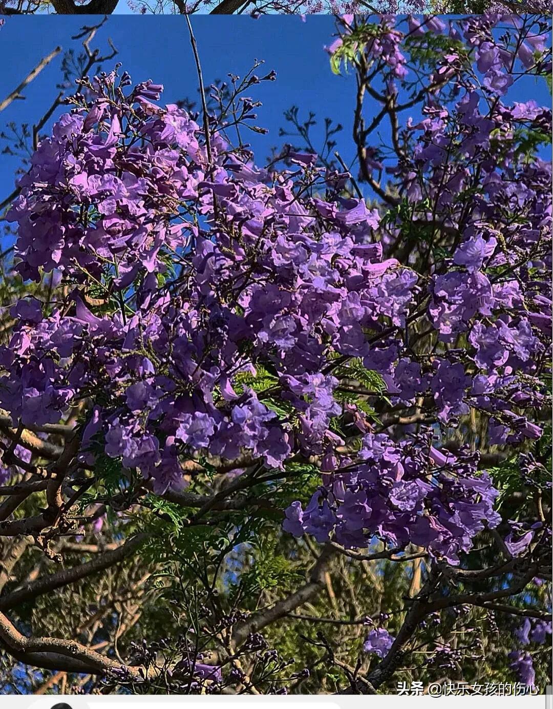 蓝楹花语是什么意思（关于蓝花楹的寓意和象征）