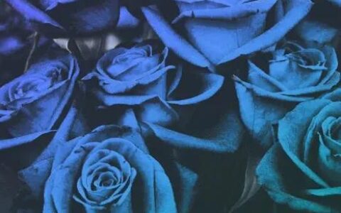 蓝色玫瑰的花语是什么意思（关于蓝玫瑰的寓意和象征）