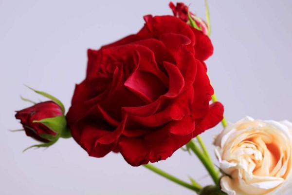玫瑰花代表的含义是什么（玫瑰花的象征意义和精神）