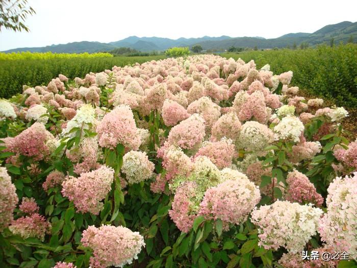 灌木花卉有哪些品种（10种庭院最佳的花灌木）