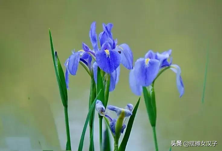 鸢尾花的花语是什么（各色鸢尾花的寓意和象征）