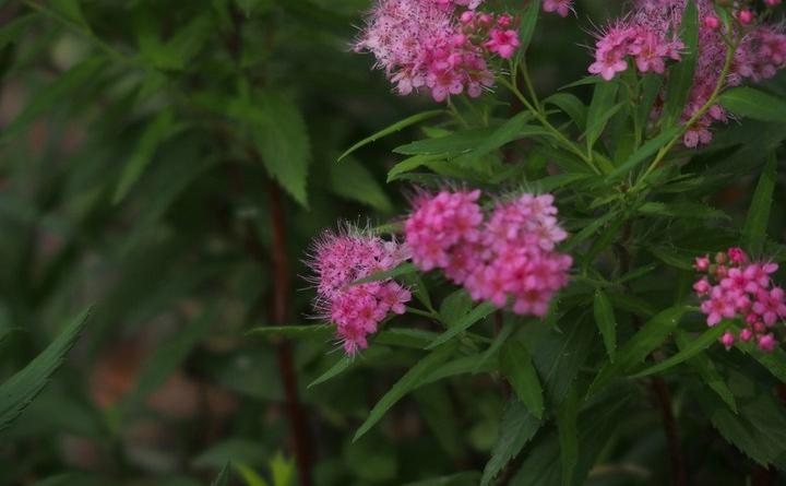 夕雾花的花语是什么（夕雾花的寓意和象征）