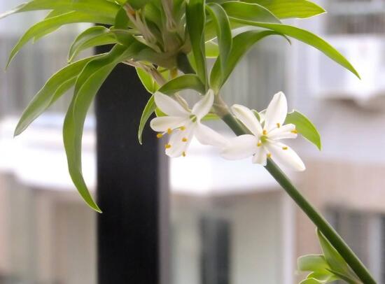 金边吊兰开花了好不好（有关吊兰的寓意和象征风水）