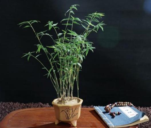 米竹怎么养才能更旺盛（盆栽米竹的养护知识）