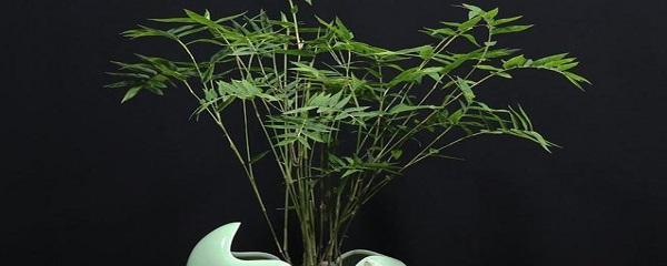 米竹怎么养才能更旺盛（盆栽米竹的养护知识）