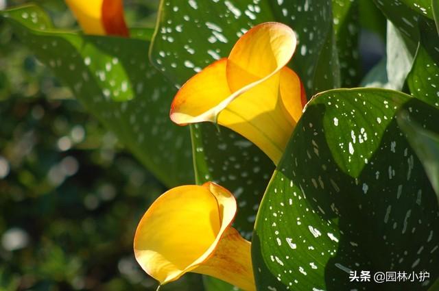 马蹄莲象征着什么意义（各色马蹄莲的花语）