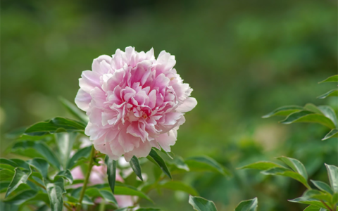 芍药花的花语是什么（芍药花的真正寓意）