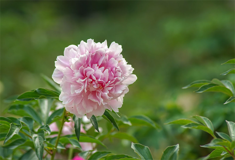 芍药花的花语是什么（芍药花的真正寓意）